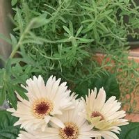 花かんざし 花簪 の育て方 苗の植え付けや挿し芽の増やし方は 冬越しするには Greensnap グリーンスナップ 花かんざし 花簪 の育て方 苗の植え付けや挿し芽の増やし方は 冬越しするには Greensnap グリーンスナップ