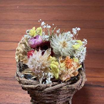 フィリカの投稿画像一覧 Greensnap グリーンスナップ