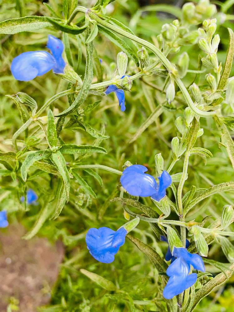 小さな庭の画像 by nanairoFさん | 小さな庭と美しき青きドヨウとチーム・ブルーＮＯ.048と花のある暮らしと青い花マニアとチーム・ブルーと青い小さな花マニア