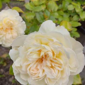 薔薇ボレロの画像 by ユキさん | 玄関と薔薇ボレロと薔薇に魅せられてと花に支えられてと愛をあなたに。。。と変わらぬ愛と花に託してと花のある暮らし