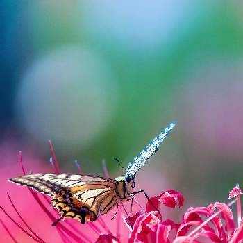 アゲハ蝶の画像 by yukiukiさん | お出かけ先と彼岸花  曼珠沙華とアゲハ蝶