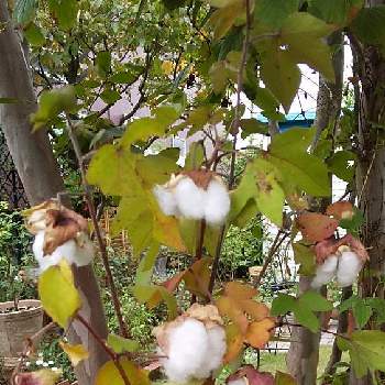 綿の実の画像 by cookさん | 小さな庭と白いキャラメルコーンとコガネムシとの戦い❗️と夏のなごりとおうち園芸と芝生の庭と挿し芽好き❤️と葉っぱlove♥と綿の実
