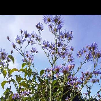 紫のおはなの投稿画像一覧 Greensnap グリーンスナップ