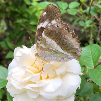 バラ サマーメモリーズの投稿画像一覧 Greensnap グリーンスナップ