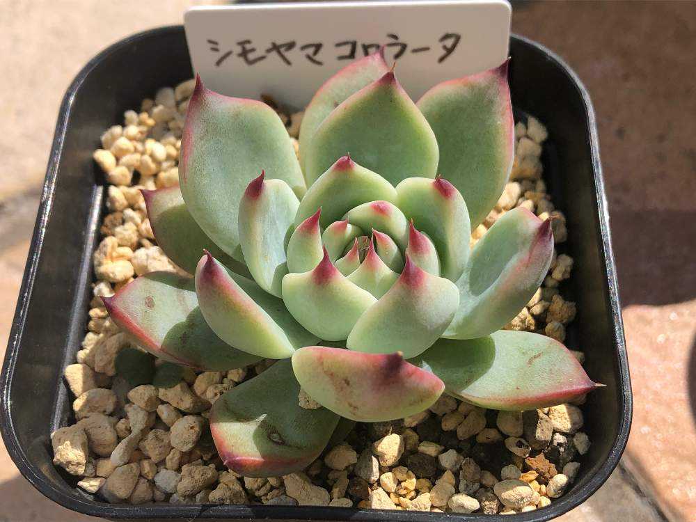 ラウイ×コロラータの葉挿しチャレンジ｜🍀GreenSnap（グリーンスナップ）