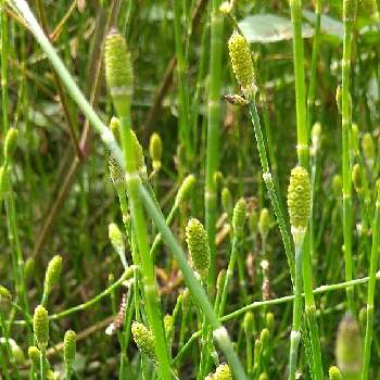 水辺の植物の投稿画像一覧 Greensnap グリーンスナップ