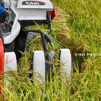 稲刈りの画像 by KIKOさん | 畑とコンバインと実りの秋と稲刈りと稲穂の実りとお米