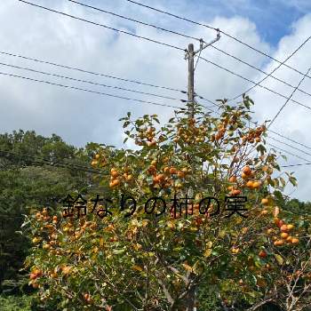 稲藁束の画像 by ひみつのアッコちゃんさん | お出かけ先と稲藁束と鈴なりの甘柿の木と実りの秋と私のお気に入りと美味しい果物の木
