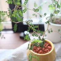 トネリコの木の育て方 剪定の時期や方法は 花を咲かせるコツはなに Greensnap グリーンスナップ トネリコの木の育て方 剪定の時期や方法は 花を咲かせるコツはなに Greensnap グリーンスナップ
