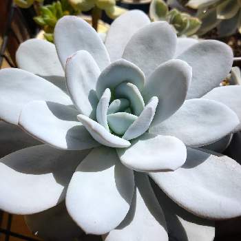白い多肉の投稿画像一覧 Greensnap グリーンスナップ
