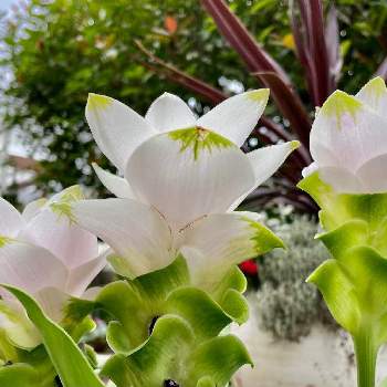 トロピカルな花の投稿画像一覧 Greensnap グリーンスナップ