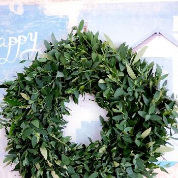 ユーカリリースの投稿画像一覧 Greensnap グリーンスナップ