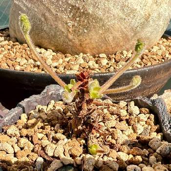 ペラルゴニウム　トリステの画像 by そーれさん | 窓辺とペラルゴニウム　トリステと塊根植物とペラルゴニウム属と植物と暮らすと冬型塊根植物