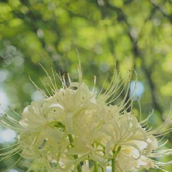 シロバナマンジュシャゲの投稿画像一覧 Greensnap グリーンスナップ