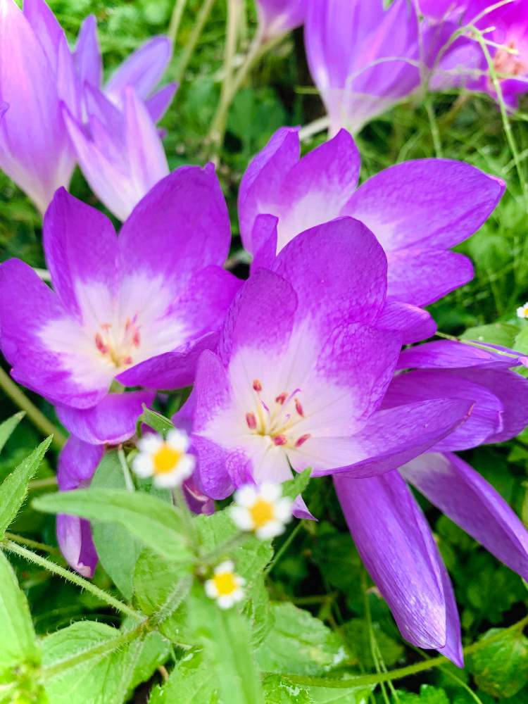 イヌサフラン科の投稿画像 By のばらさん お疲れさまとコルチカム と M Family と福島からのエールとこんばんは と広い庭とイヌサフラン科とお疲れさまとコルチカム と M Family と福島からのエールとこんばんは 21月9月25日 Greensnap