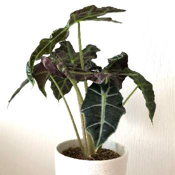 アロカシア,観葉植物,わが家の観葉植物❢,アロカシア属,観葉植物のある暮らしの画像