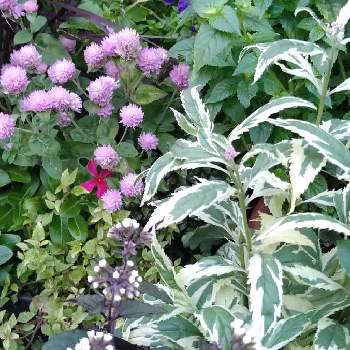 ユーパトリウム ピンクフロストの画像 by kayaさん | 小さな庭とユーパトリウム チョコレートとセンニチコウとユーパトリウム ピンクフロストと寄せ植えと小さな花と寄植えとミニガーデンと今朝のミニガーデン