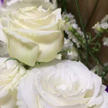 トルコキキョウ 白の投稿画像一覧 Greensnap グリーンスナップ