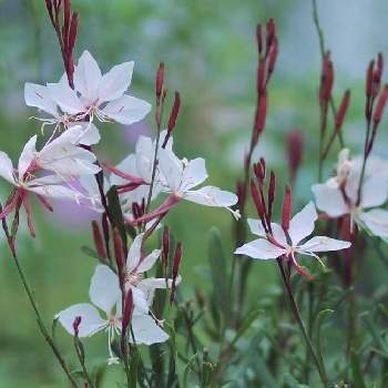 コンパクトガウラ ベインズフェアリーの投稿画像一覧 Greensnap グリーンスナップ