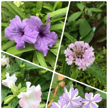ルエリアの画像 by フェリシアさん | 小さな庭と宿根バーベナとトレニアとルエリアと小さいお花が可愛いとGSでの繋がりに感謝とピンク大好きと庭の花木と宿根草♪と可愛い〜♡と紫の花