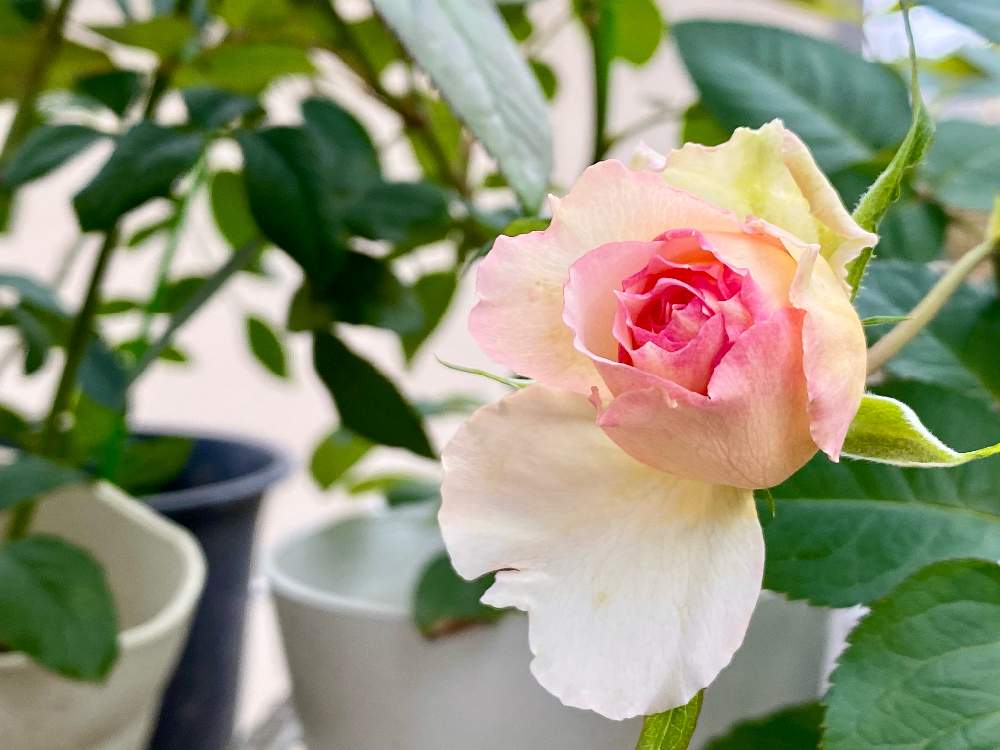 バラの投稿画像 By Wakoさん 薔薇とバラ トロイメライとバルコニー ベランダとばら バラ 薔薇と薔薇愛同盟とタイプ０とバラのある暮らしとバラ トロイメライと香りの良いバラと花のある暮らしとロサオリエンティスとロサオリエンティス プログレッシオとバラ ミニバラと