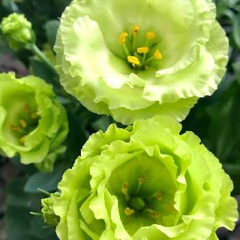 トルコキキョウ アンバーダブルミントの投稿画像一覧 Greensnap グリーンスナップ