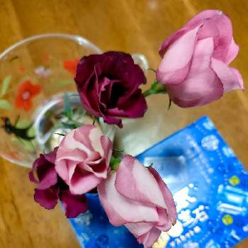 八重トルコききょうの投稿画像一覧 Greensnap グリーンスナップ