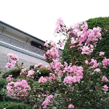 東京荒川区の画像 by shiba47さん | お出かけ先とサルスベリと散歩中と綺麗なお花とよそのお庭と東京荒川区