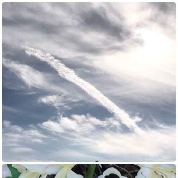 初めて見る花の画像 by masaさん | お出かけ先と白い雲と彼岸花と昇り竜とヒガンバナ。と初めて見る花とひとり散歩と白い花