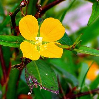 ヒレタゴボウの画像 by moca☆さん | お出かけ先とヒレタゴボウと夏の花と散歩道と黄色の花と湿地植物と秋の花