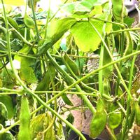 枝豆《丹波の黒豆》,種まきっ子,ベランダ菜園,秋野菜,枝豆の成長の画像
