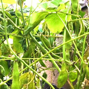 枝豆《丹波の黒豆》,種まきっ子,ベランダ菜園,秋野菜,枝豆の成長の画像