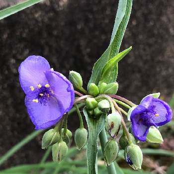 ツユクサ科の投稿画像一覧 Greensnap グリーンスナップ