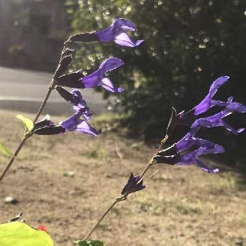 サルビアガラニチカ（メドーセージ）の画像 by メイさん | 小さな庭とサルビアガラニチカ（メドーセージ）と鳥のくちばしに見える花と花から元気をとハーブと花いろいろと青紫の花とガーデニングと宿根草大好きと花のある暮らしとメドーセージ♡