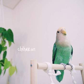 コザクラインコの投稿画像一覧 Greensnap グリーンスナップ