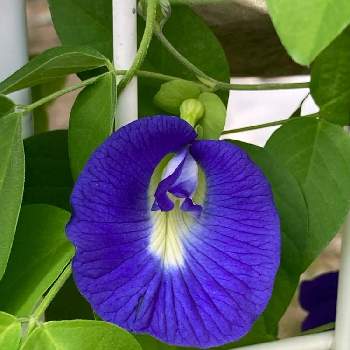 クリトリア チョウマメ の投稿画像一覧 Greensnap グリーンスナップ