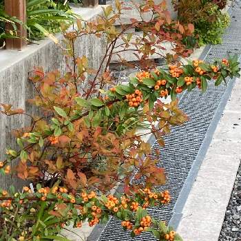 バラ科トキワサンザシ属の投稿画像一覧 Greensnap グリーンスナップ