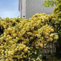 モッコウバラの育て方 鉢植えや挿し木 冬を越す方法は 植え替えは必要 Greensnap グリーンスナップ モッコウバラの育て方 鉢植えや挿し木 冬を越す方法は 植え替えは必要 Greensnap グリーンスナップ