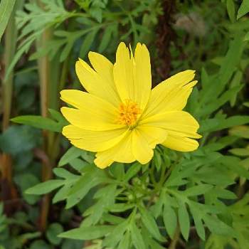 キバナコスモスのお花の画像 by もぐjuhさん | 広い庭とプランターと花色とお顔がこんにちはとGoogle Pixel5とキバナコスモスのお花と花いろいろと君も花が好きなのかと元気に育ててますよ