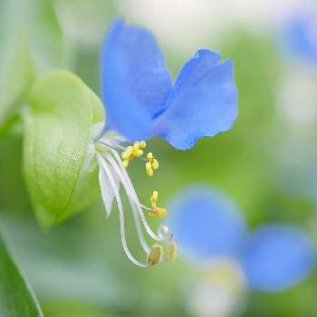 ツユクサ科の投稿画像一覧 Greensnap グリーンスナップ