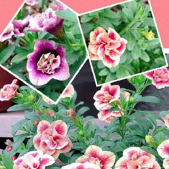 サントリー ミリオンベルの投稿画像一覧 Greensnap グリーンスナップ