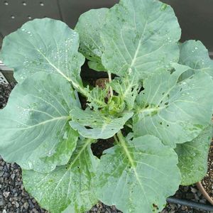 プランター,冬野菜,プランター菜園,秋野菜,狭い庭の画像