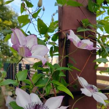 クレマチスフォンドメモリーズの投稿画像一覧 Greensnap グリーンスナップ