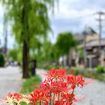 川のある風景の画像 by *hirorin*さん | お出かけ先とそうだ京都、行こうと彼岸花と京都市東山区と季節の花とヤナギの木と彼岸花（曼珠沙華）と真っ赤と京都と花のある暮らしと川のある風景と大人かわいい♪とヤナギ科
