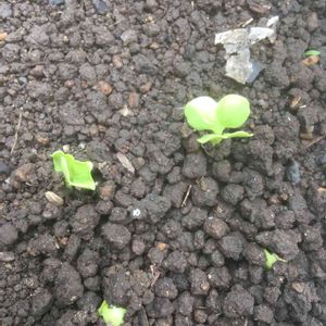 我が家の庭,うちの庭,自家製野菜,冬野菜,無農薬❤家庭菜園の画像