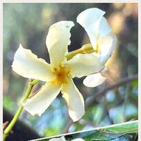 テイカカズラの育て方 植え付け時期は 毒を持っている Greensnap グリーンスナップ テイカカズラの育て方 植え付け時期は 毒を持っている Greensnap グリーンスナップ