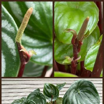 スイカぺぺの花の投稿画像一覧 Greensnap グリーンスナップ