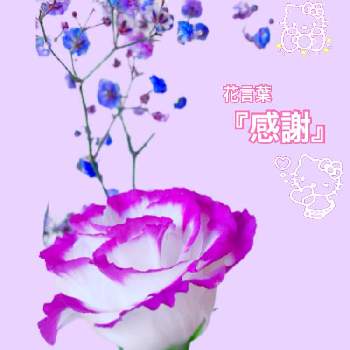 かすみそうの投稿画像一覧 Greensnap グリーンスナップ