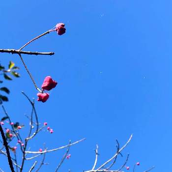 マユミの実の画像 by 花土葉さん | お出かけ先といつも笑顔で〜〜♡とマユミの実と木の実と癒しと感謝と秋の日と秋の気配と自然の中でとちっちゃいものクラブ
