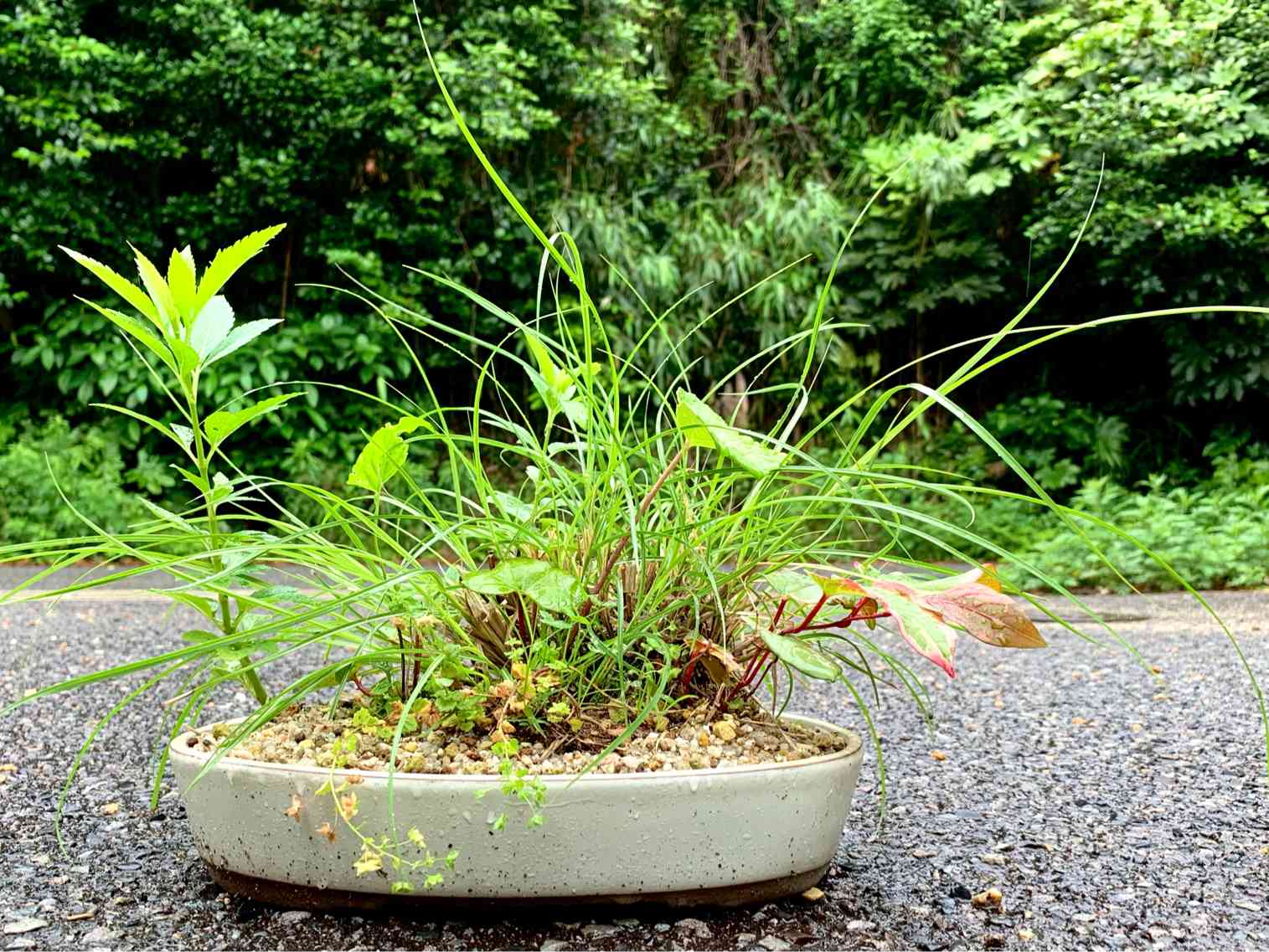 山野草寄せ植え盆栽の春から秋🌷🎐🍁｜🍀GreenSnap（グリーンスナップ）